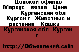 Донской сфинкс Маркус - вязка › Цена ­ 2 000 - Курганская обл., Курган г. Животные и растения » Кошки   . Курганская обл.,Курган г.